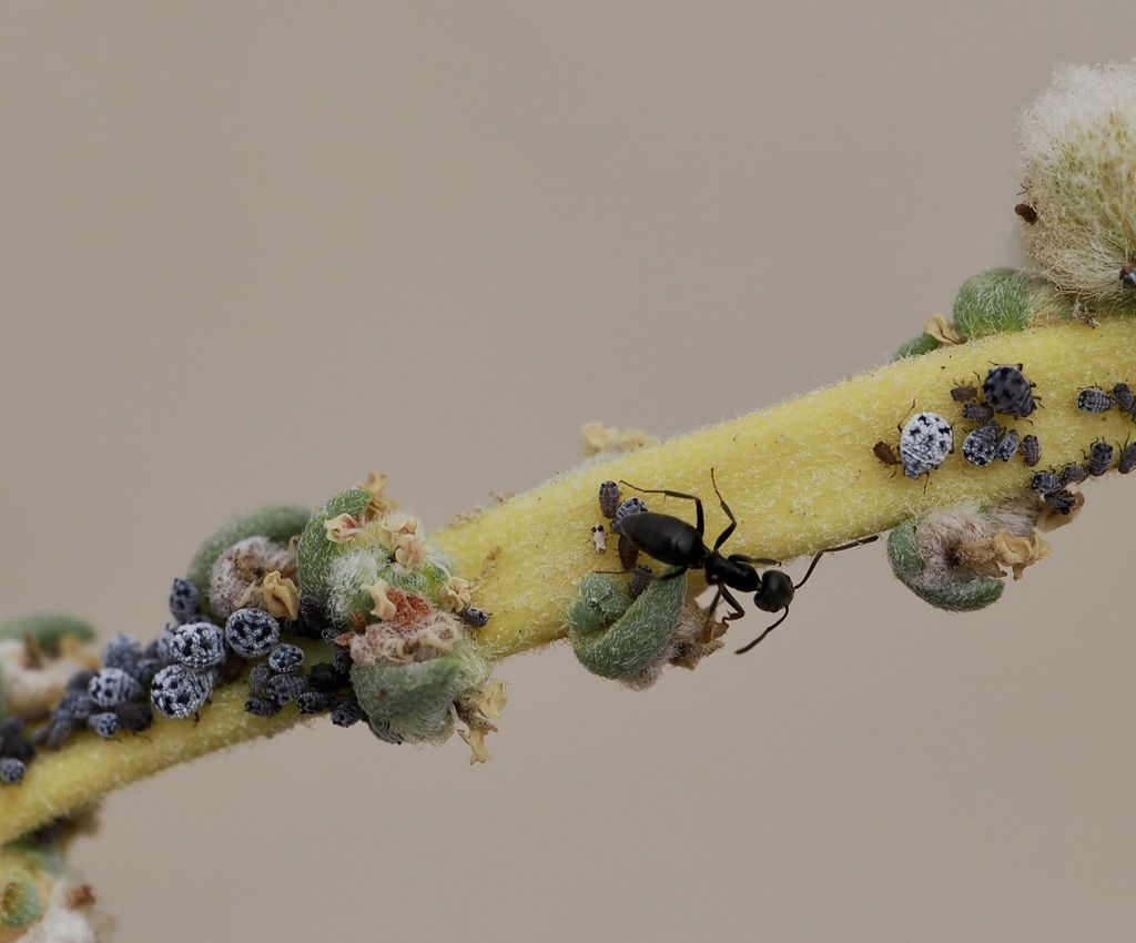 Xerobion eriosomatinum