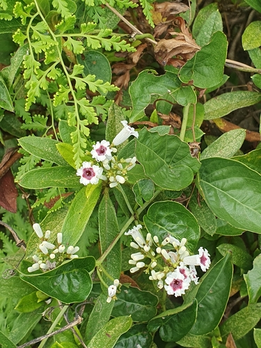 skunk vine