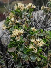 Ericameria cuneata spathulata