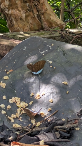 Common Earl