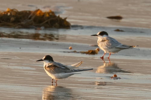 iNaturalist observation photo of Common Tern