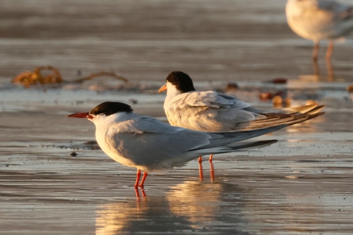iNaturalist observation photo of Common Tern
