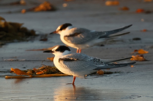 iNaturalist observation photo of Common Tern