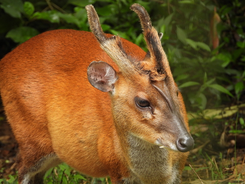 Northern Red Muntjac