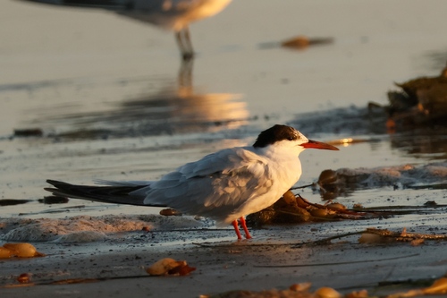 iNaturalist observation photo of Common Tern