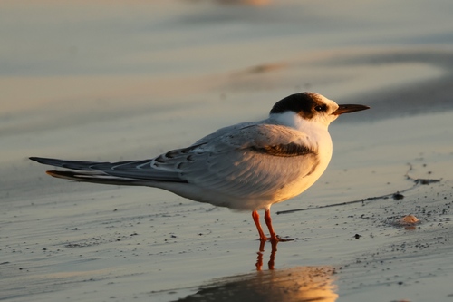 iNaturalist observation photo of Common Tern