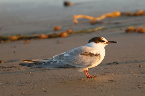iNaturalist observation photo of Common Tern