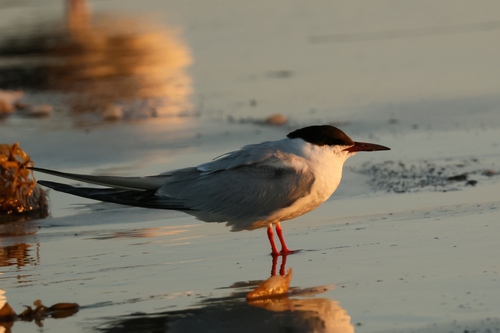 iNaturalist observation photo of Common Tern