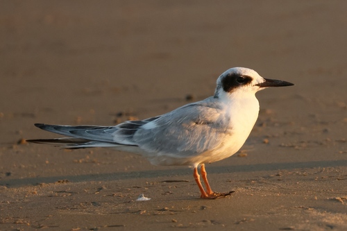 iNaturalist observation photo of Forster's Tern