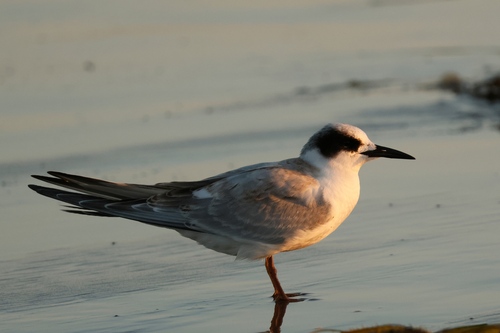 iNaturalist observation photo of Forster's Tern