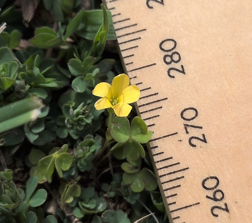 Oxalis exilis, photograph 5