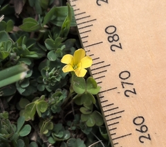 Oxalis exilis, photograph (c) Nic Charlton, some rights reserved (CC BY)
