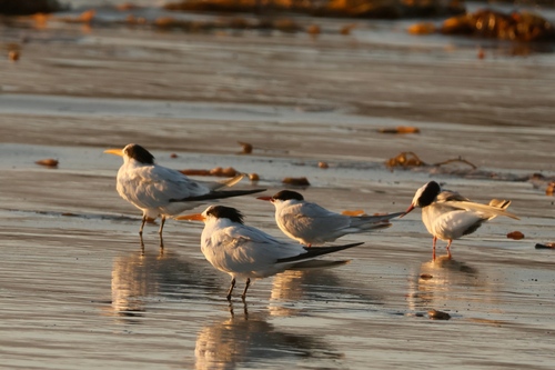iNaturalist observation photo of Elegant Tern