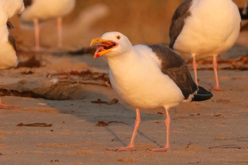 iNaturalist observation photo of Western Gull