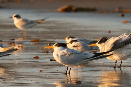 iNaturalist observation photo of Elegant Tern