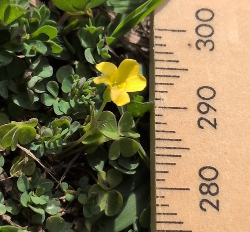 Oxalis exilis, photograph 6