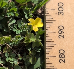 Oxalis exilis, photograph (c) Nic Charlton, some rights reserved (CC BY)