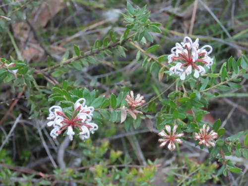 Grevillea buxifolia, photograph 3