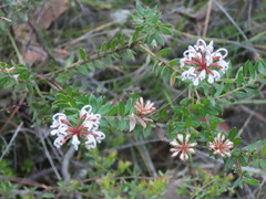 (c) ian_mcallan, some rights reserved (CC BY) Grevillea buxifolia, photograph (c) ian_mcallan, some rights reserved (CC BY)