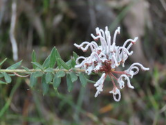(c) ian_mcallan, some rights reserved (CC BY) Grevillea buxifolia, photograph (c) ian_mcallan, some rights reserved (CC BY)