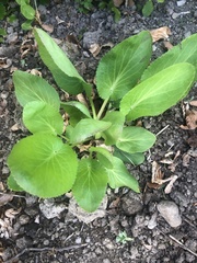 Eryngium planum