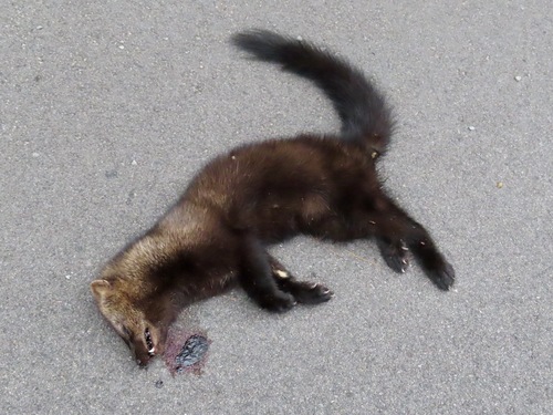 Fisher