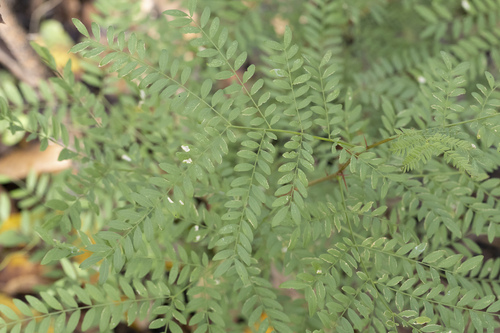 honey locust
