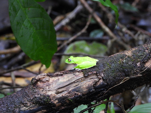 Round-snout pygmy frog