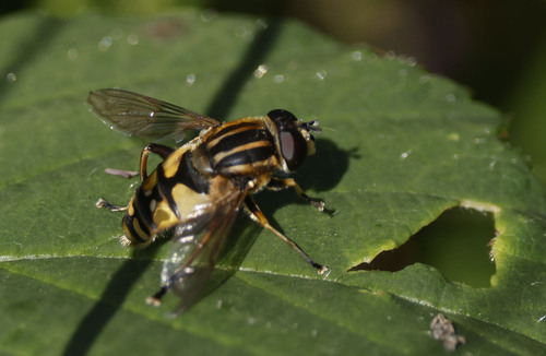 Sun Fly