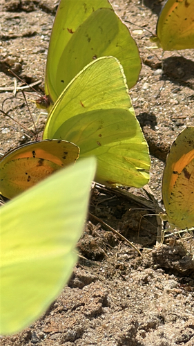 Cloudless Sulphur