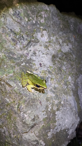 Odorrana hosii observed 2026-09-19