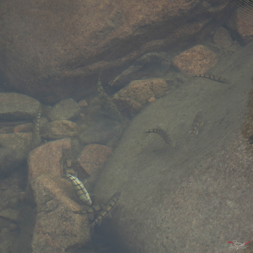Acrossocheilus fasciatus