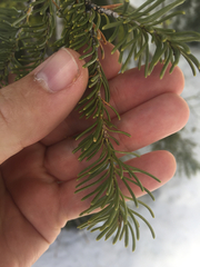 Abies magnifica