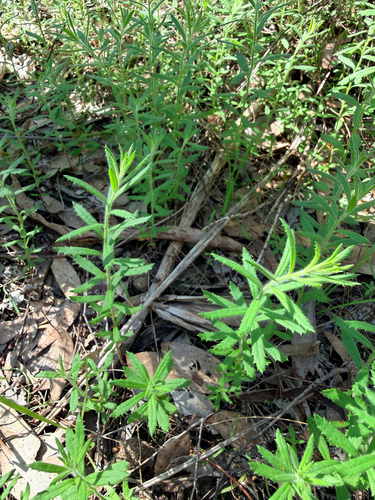 hill raspwort