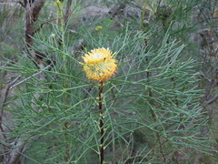 (c) ian_mcallan, some rights reserved (CC BY) Isopogon anethifolius, photograph (c) ian_mcallan, some rights reserved (CC BY)