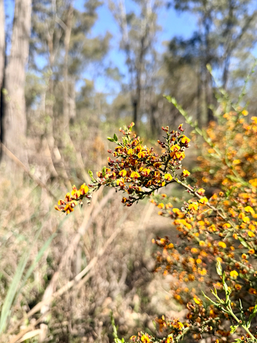 gorse bitter pea