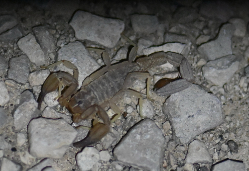 Thick-handed Scorpion