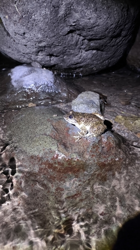 Limnonectes kuhlii observed 2026-09-19