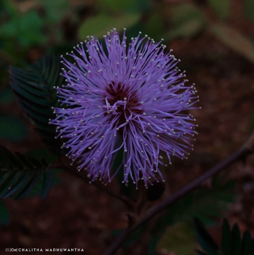 Sensitive Plant