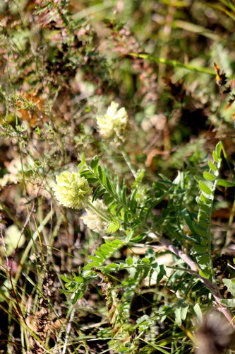 Oxytropis pilosa, 2026-09-18