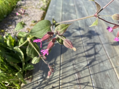 red campion