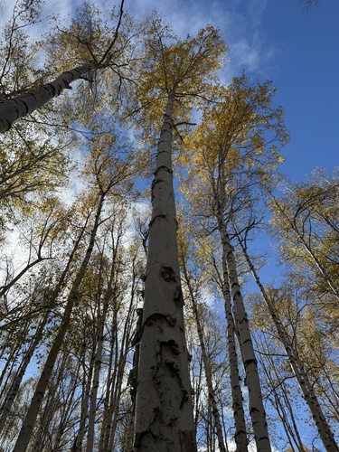 Alaska Paper Birch