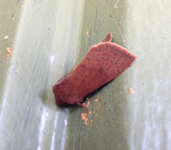 Orthosia transparens
