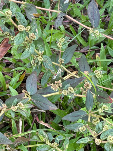 Euphorbia hirta, photograph 3