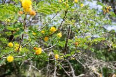 Leucaena retusa