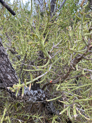 Cylindropuntia leptocaulis