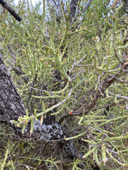 Cylindropuntia leptocaulis