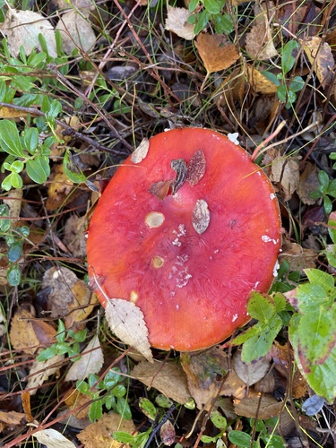 Fly Agaric