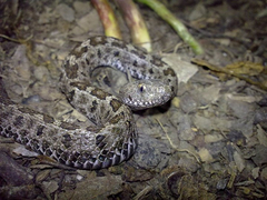 Crotalus ravus
