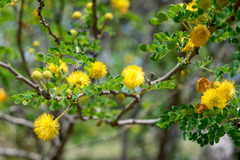 Leucaena retusa